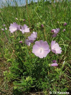 Malva_moschata_Wtal_Eskesberg_150614_TK01.jpg