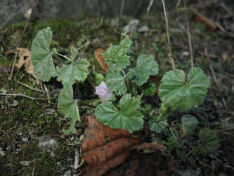 Malva_neglecta_BOStiepelDorf_Friedhof_270913_ja01.jpg