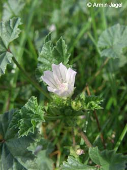 Malva_neglecta_Elbe2008_3_ja35.jpg