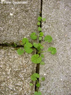 Malva_neglecta_HERS%c3%bcd2009_PG01.jpg