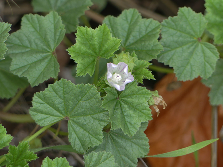 Malva_neglecta_Holzwickede_Danziger_Str_051019_WHessel03.jpg