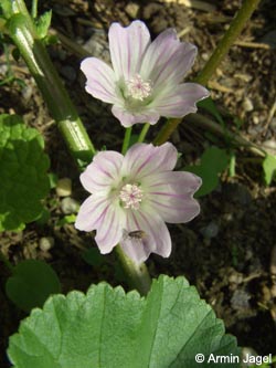 Malva_neglecta_RS200806_ja02.jpg