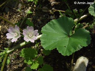 Malva_neglecta_RS200806_ja03.jpg