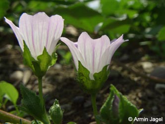 Malva_neglecta_RS200806_ja04.jpg