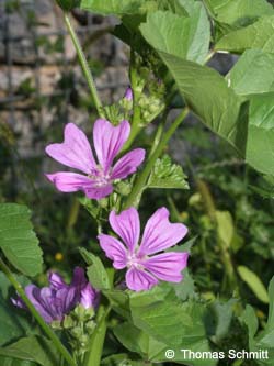 Malva_sylvestris_BOMedizinpark_080908_TS01.jpg