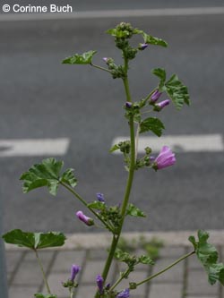 Malva_sylvestris_BORiemke190610_CB01.jpg