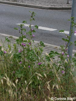 Malva_sylvestris_BORiemke190610_CB02.jpg