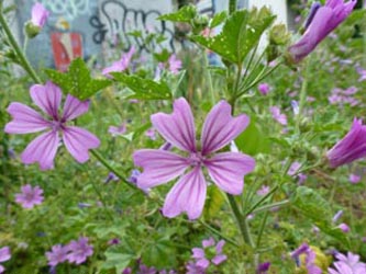 Malva_sylvestris_Koeln-Lindenthal_070614_ho01.jpg