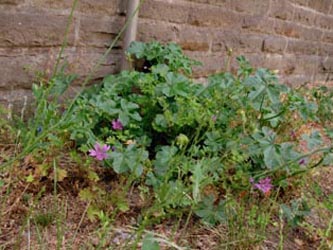 Malva_sylvestris_WITZentrum250610_ja01.jpg