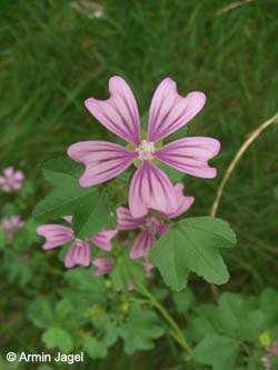 Malva_sylvestris_WestparkBochum020808_ja02.jpg