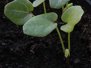 Malva_sylvestris_mauritiana_BO-Balkon_Dehner_050518_ja04.jpg