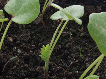 Malva_sylvestris_mauritiana_BO-Balkon_Dehner_050518_ja14.jpg