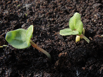 Malva_sylvestris_mauritiana_Keimling_Balkon_Dehner_230418_ja00.jpg