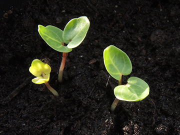 Malva_sylvestris_mauritiana_Keimling_Balkon_Dehner_240418_ja03.jpg