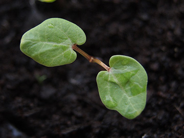 Malva_sylvestris_mauritiana_Keimling_Balkon_Dehner_260418_ja01.jpg