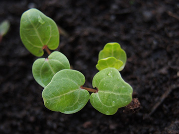 Malva_sylvestris_mauritiana_Keimling_Balkon_Dehner_260418_ja03.jpg