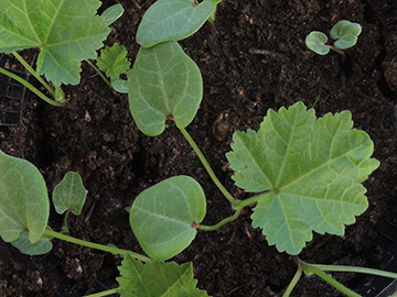 Malva_sylvestris_mauritiana_Keimling_Dehner_Balkon_080518_ja04.jpg