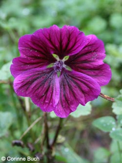 Malva_sylvestris_mauritiana_WITStbRauen111009_CB01.jpg