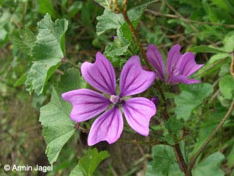 Malva_sylvestris_urdenbacherkaempe080907_ja09.jpg