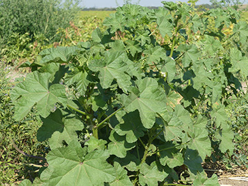 Malva_verticillata_DO-Wickede_020818_WHessel01.jpg