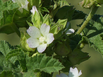 Malva_verticillata_DO-Wickede_020818_WHessel03.jpg