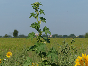 Malva_verticillata_DO-Wickede_020818_WHessel04.jpg