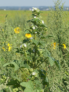 Malva_verticillata_DO-Wickede_020818_WHessel05.jpg