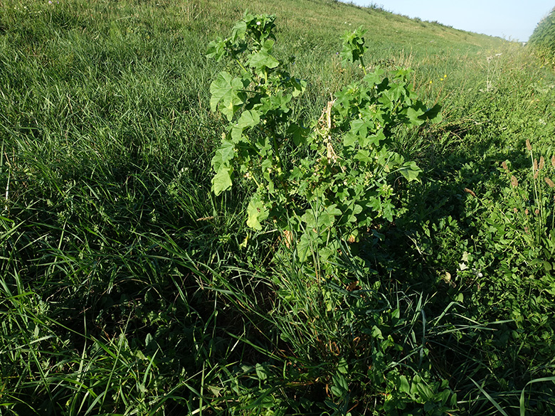 Malva_verticillata_DU-Muendelheim_LRothschuh01.jpg