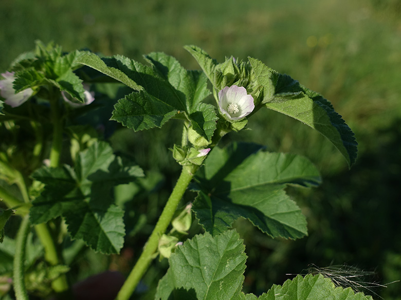 Malva_verticillata_DU-Muendelheim_LRothschuh02.jpg