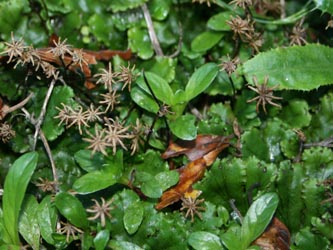 Marchantia_polymorpha_HERGysenberg_CB02.jpg