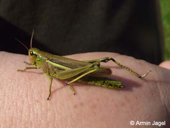 Mecostethus%20grossus_Elbe2008_8_ja12.jpg