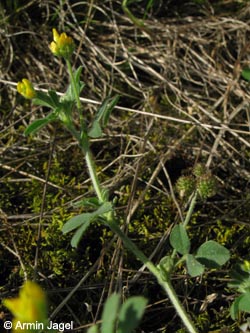 Medicago_minima_Kyffhaeuser040610_ja03.jpg