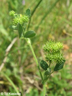 Medicago_minima_SWD2009_TK85.jpg