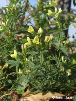 Medicago_varia_Elbe2008_3_ja34.jpg