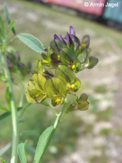 Medicago_varia_MagdeburgHafen_ElbeEx2008_ja02.jpg