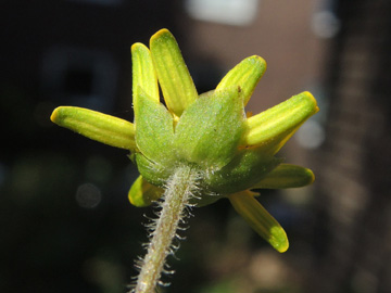 Melampodium_montanum_100916_ja09.jpg