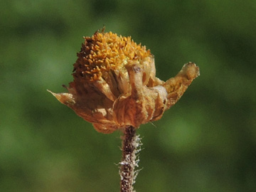 Melampodium_montanum_100916_ja15.jpg