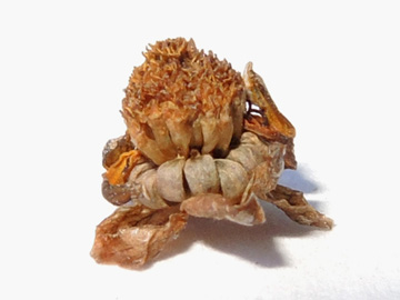 Melampodium_montanum_100916_ja16.jpg