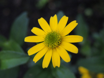 Melampodium_montanum_Attendorn_Waldfriedhof_070916_ja01.jpg