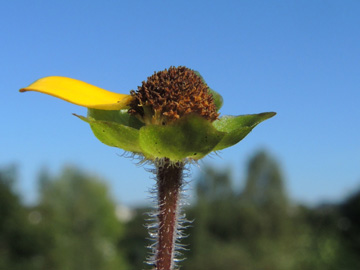 Melampodium_montanum_Attendorn_Waldfriedhof_070916_ja22.jpg