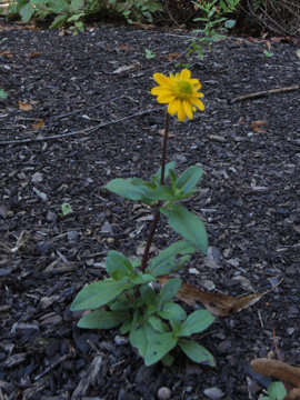 Melampodium_montanum_Attendorn_Waldfriedhof_070916_ja32.jpg