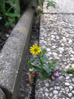 Melampodium_montanum_BORoncalli200811_ja03.jpg