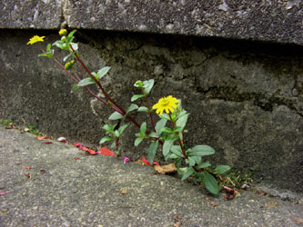Melampodium_montanum_Bommern250607_ja01.jpg
