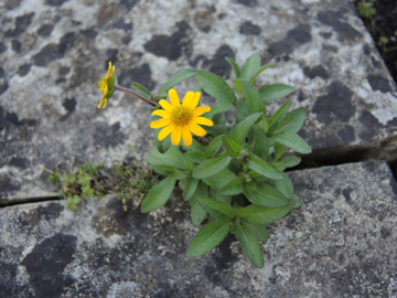 Melampodium_montanum_Heggen_Friedhof_070916_ja32.jpg