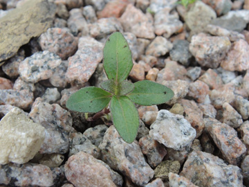 Melampodium_montanum_Schalksmuehle_Friedhof_230917_ja00.jpg