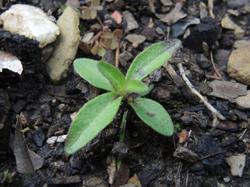 Melampodium_montanum_Schalksmuehle_Friedhof_230917_ja01.jpg