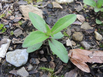 Melampodium_montanum_Schalksmuehle_Friedhof_230917_ja02.jpg