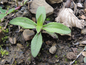 Melampodium_montanum_Schalksmuehle_Friedhof_230917_ja03.jpg