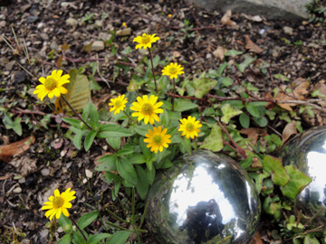 Melampodium_montanum_Schalksmuehle_Friedhof_230917_ja04.jpg