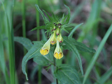 Melampyrum_pratense_commutatum_Remscheid_Feldbachtal_101017_CB01.jpg